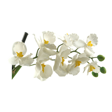 White Vanda Orchid Stem - FL2156
