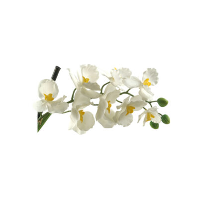 White Vanda Orchid Stem - FL2156