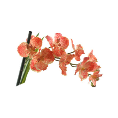 Red/Cream Vanda Orchid Stem - FL2157