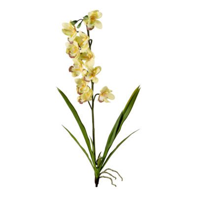 Light Yellow Cymbidium Orchid Stem - FL2336