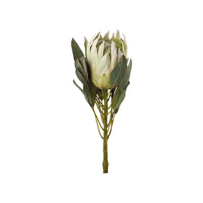White Large Protea Flower - FL2399