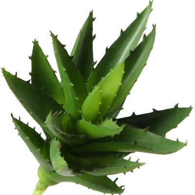 Aloe Plant - GR1600