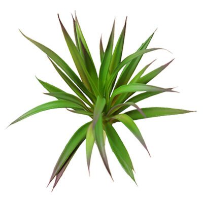 Green & Burgundy Succulent - GR1601