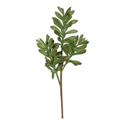 Jade Plant - GR1603