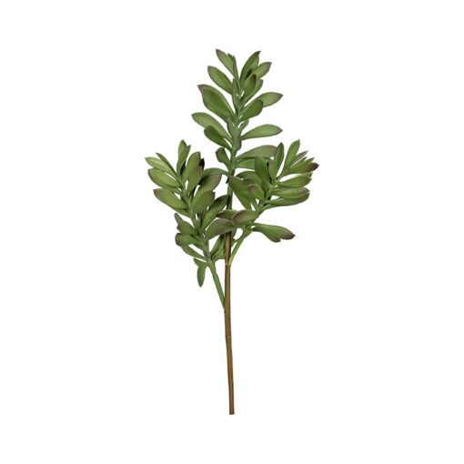 Jade Plant - GR1603