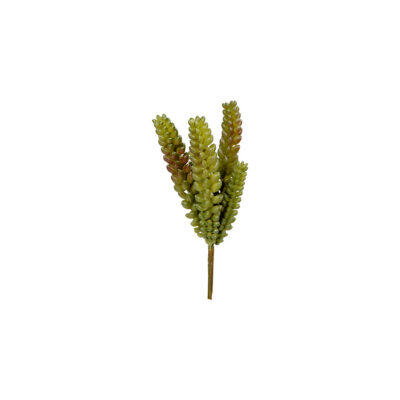 Donkey's Tail Succulent - GR1605