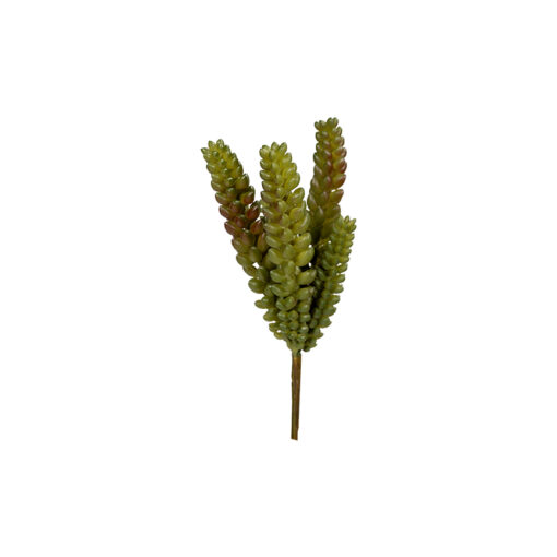 Donkey's Tail Succulent - GR1605