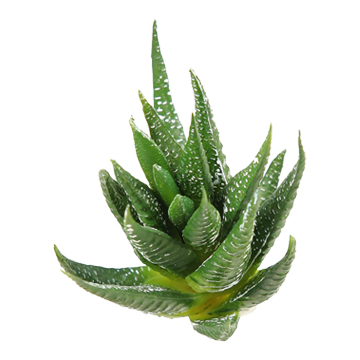 Green Spikey Succulent - GR1606