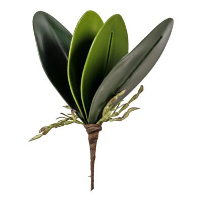 Orchid Foliage - GR1644