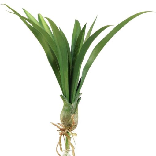 Short Green Lily Grass with Bulb - GR1784