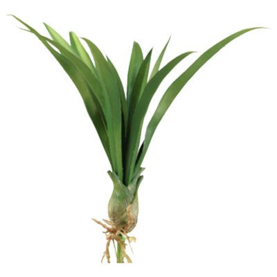 Short Green Lily Grass with Bulb - GR1784