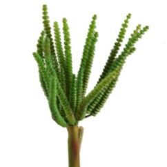 Worm Succulents - GR1877