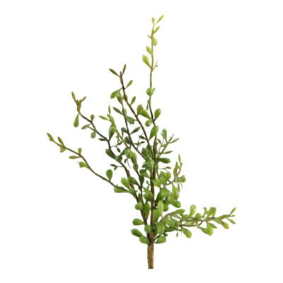 Pittosporum Spray - GR1878