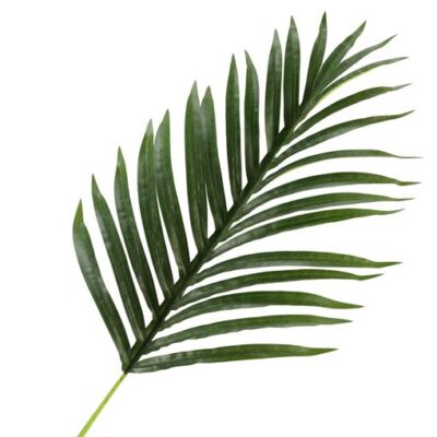Medium Hawaiian Palm Leaf - GR1918