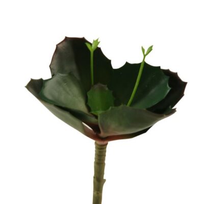 Dark Green Wild Succulent - GR1927