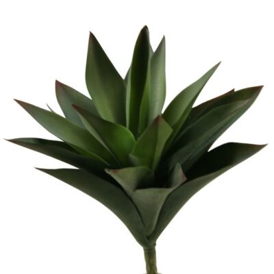 Large Aloe Plant - GR1934