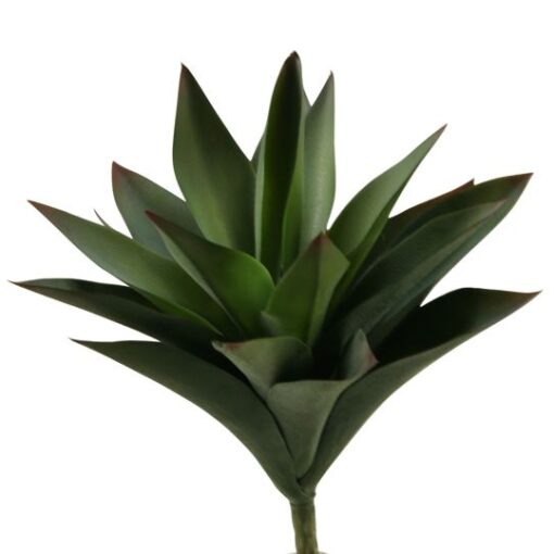 Large Aloe Plant - GR1934