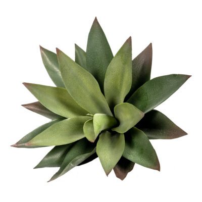 Large Aloe Plant - GR1934