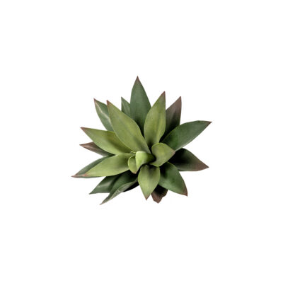 Large Aloe Plant - GR1934