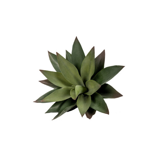 Large Aloe Plant - GR1934