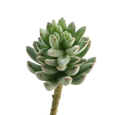Flocked Agave - GR1935