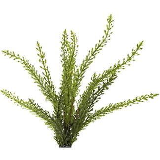 Heather Fern Bush - GR1977