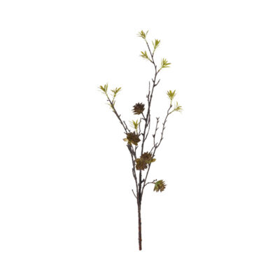 Protea Cactus - GR1989