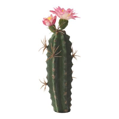 Finger Cactus with Pink Bloom - GR1996