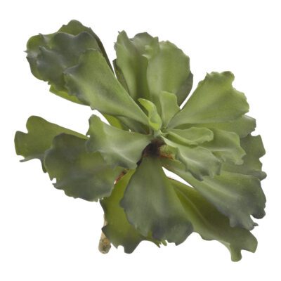 Extra Large Green Ruffled Echeveria - GR1999