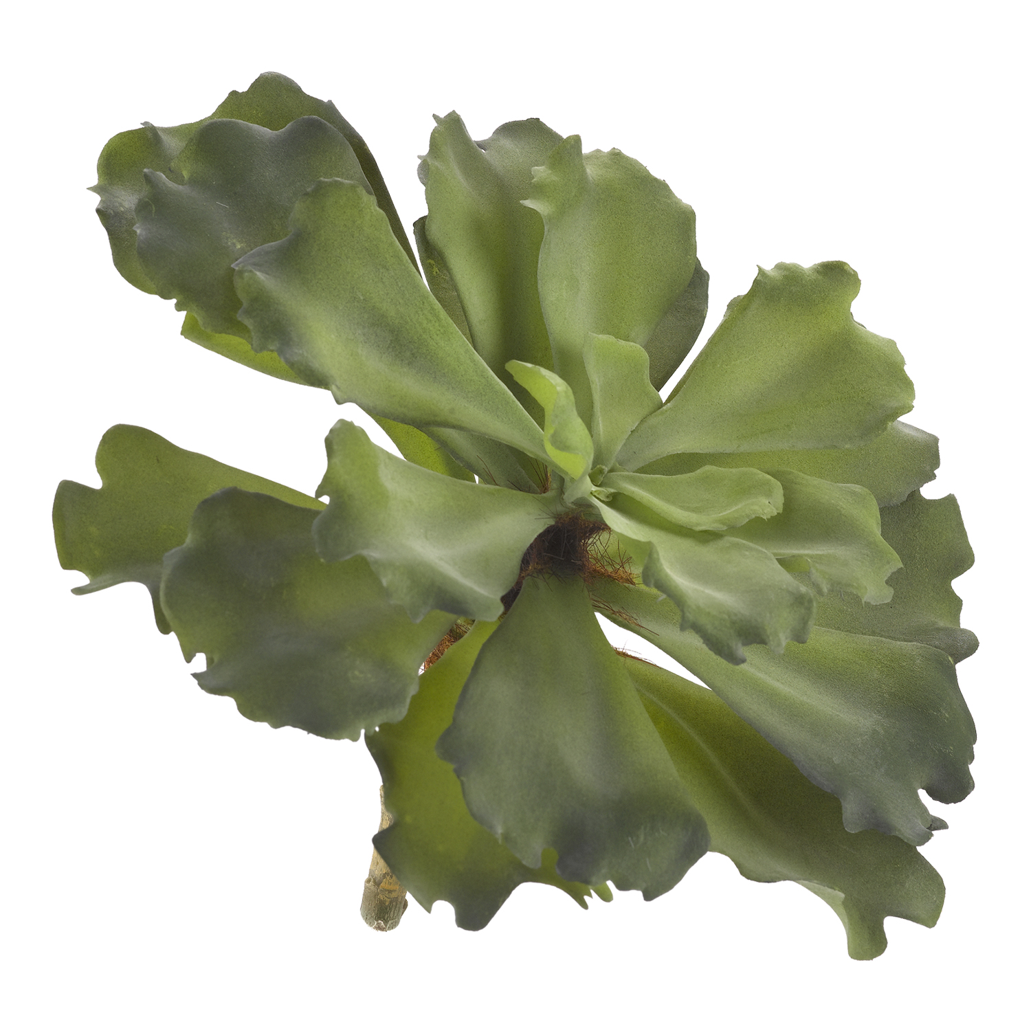 Extra Large Green Ruffled Echeveria - GR1999