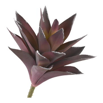 Large Purple Aloe Plant - GR2002
