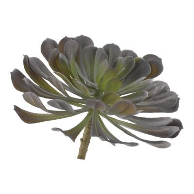 Frosty Green & Purple Pinwheel Echeveria - GR2003