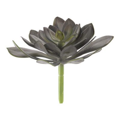 Frosty Green/Brown Echeveria - GR2006