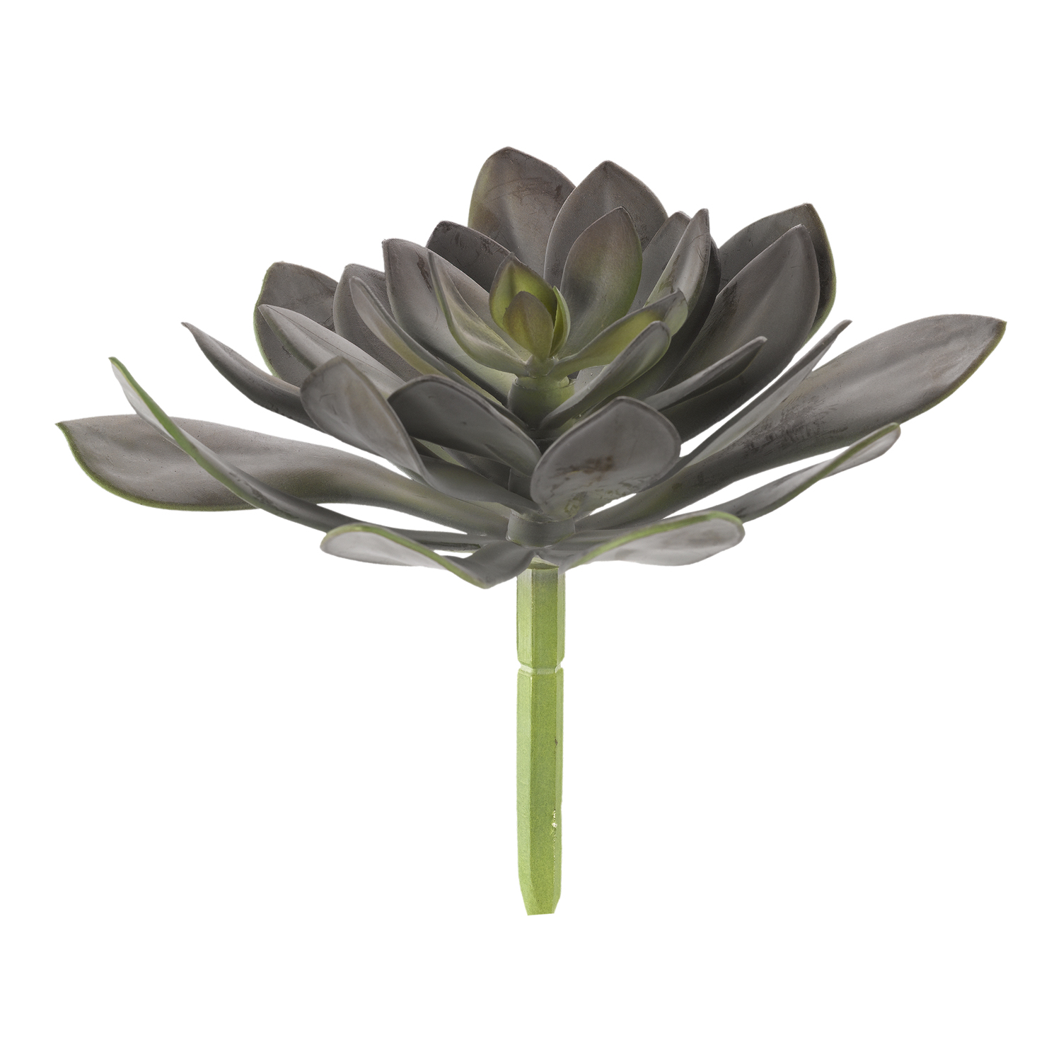 Frosty Green/Brown Echeveria - GR2006