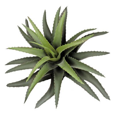 Star Succulent - GR974