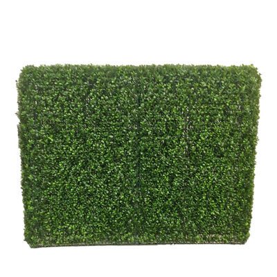 Boxwood Hedge - TL598