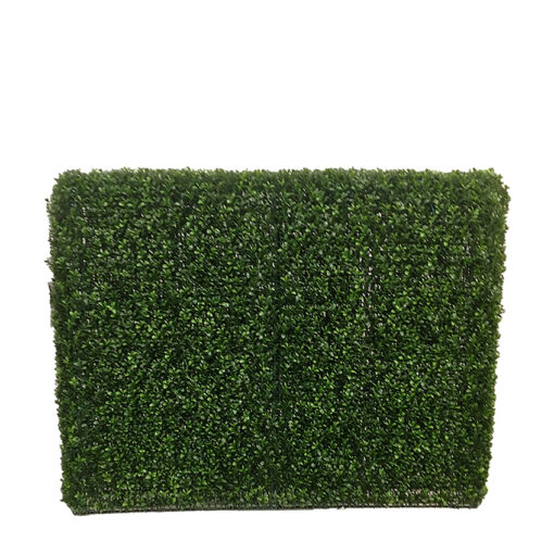 Boxwood Hedge - TL598