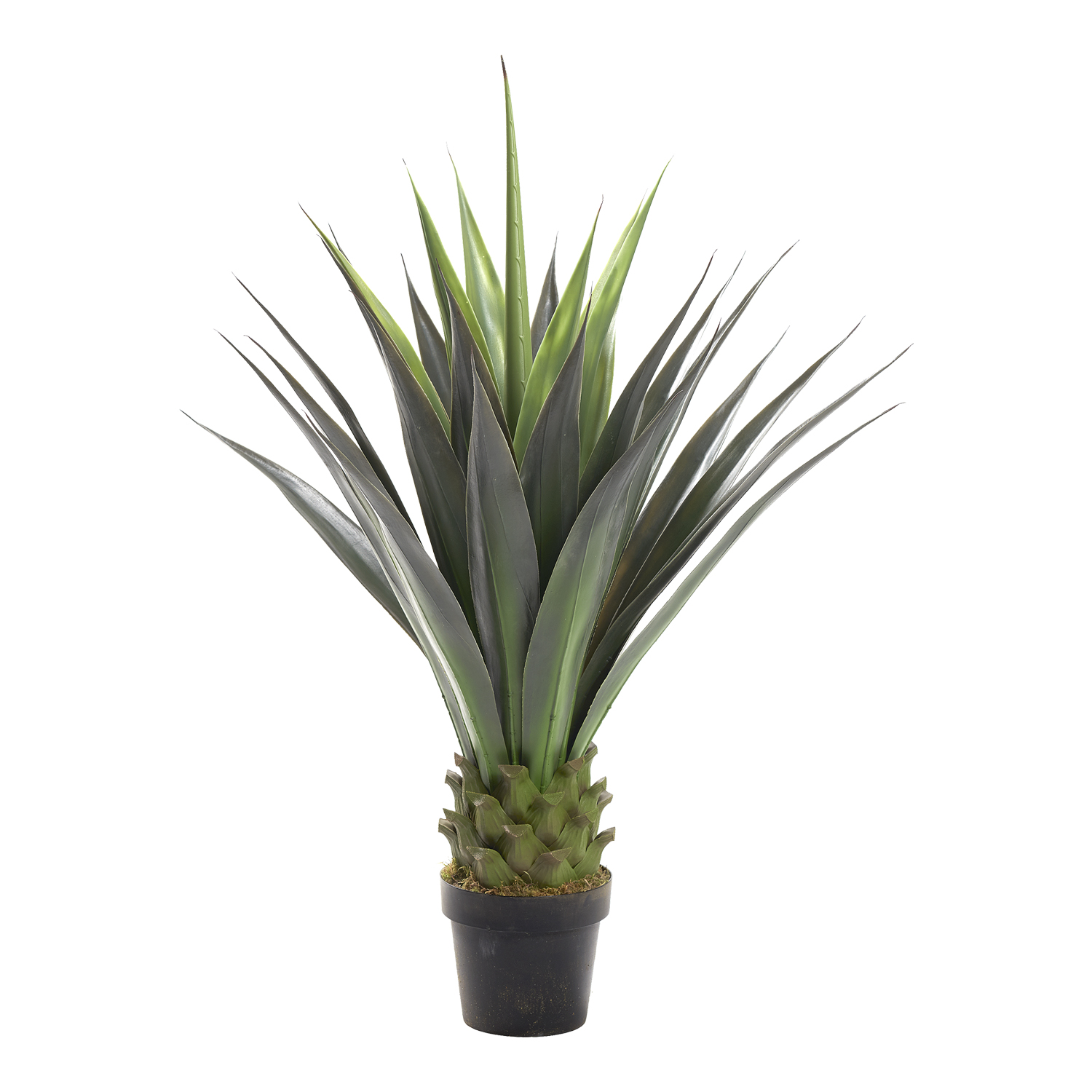Jumbo Agave Plant - TL716