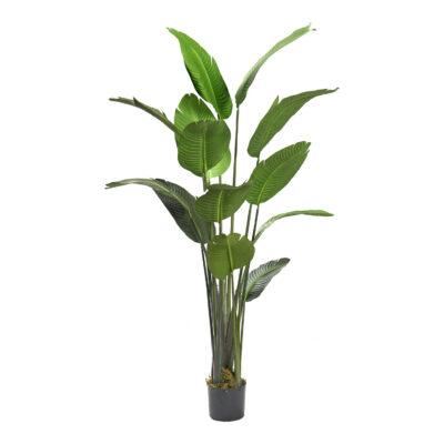 Traveler Palm Tree 6' - TL727