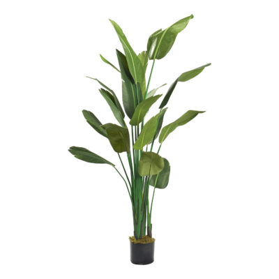 Traveler Palm Tree 8' - TL728