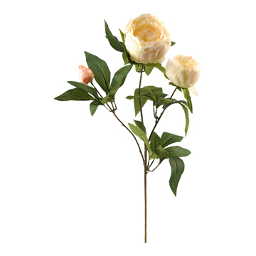 Cream Peony Stem - FL1994