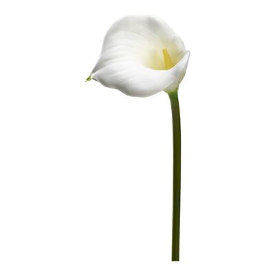 Large White Calla Lily Stem - FL2128