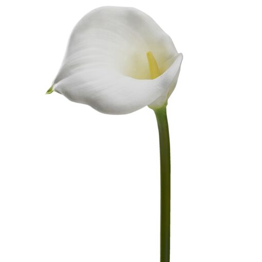 Large White Calla Lily Stem - FL2128