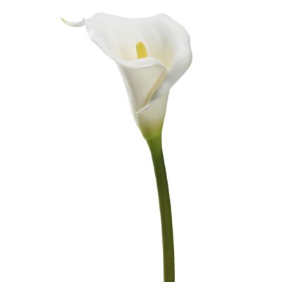 Medium White Calla Lily Stem - FL2131