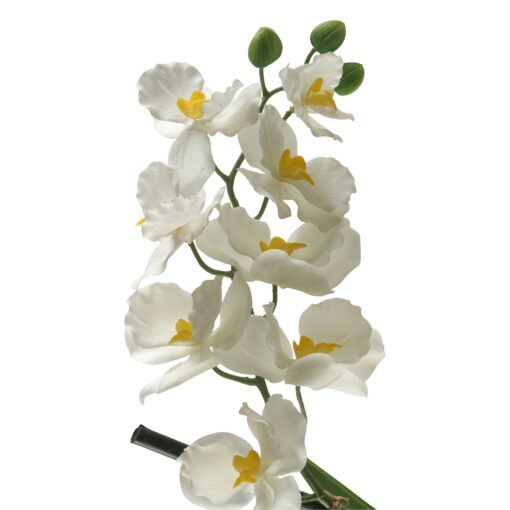 White Vanda Orchid Stem - FL2156