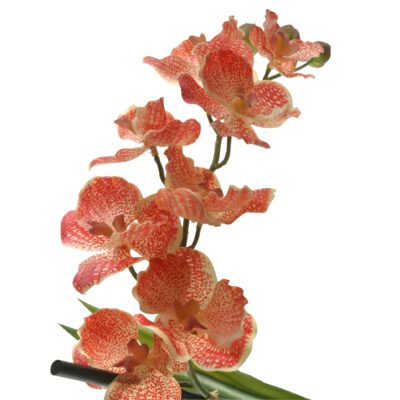 Red/Cream Vanda Orchid Stem - FL2157