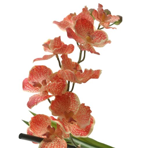 Red/Cream Vanda Orchid Stem - FL2157