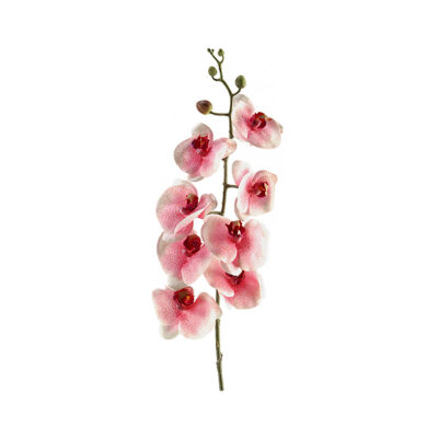 Pink Phael Orchid Stem - FL2280