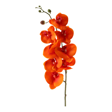 Orange Phal Orchid Stem - FL2281