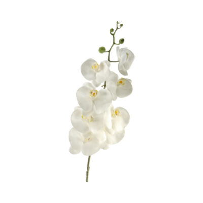 White Phael Orchid Stem - FL2282
